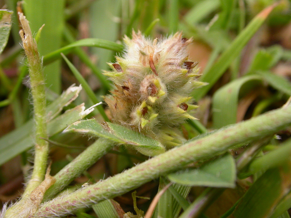 Trifolium striatum (door Peter Meininger)