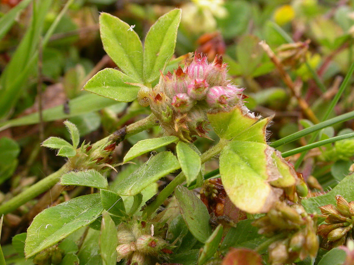 Trifolium striatum (door Peter Meininger)