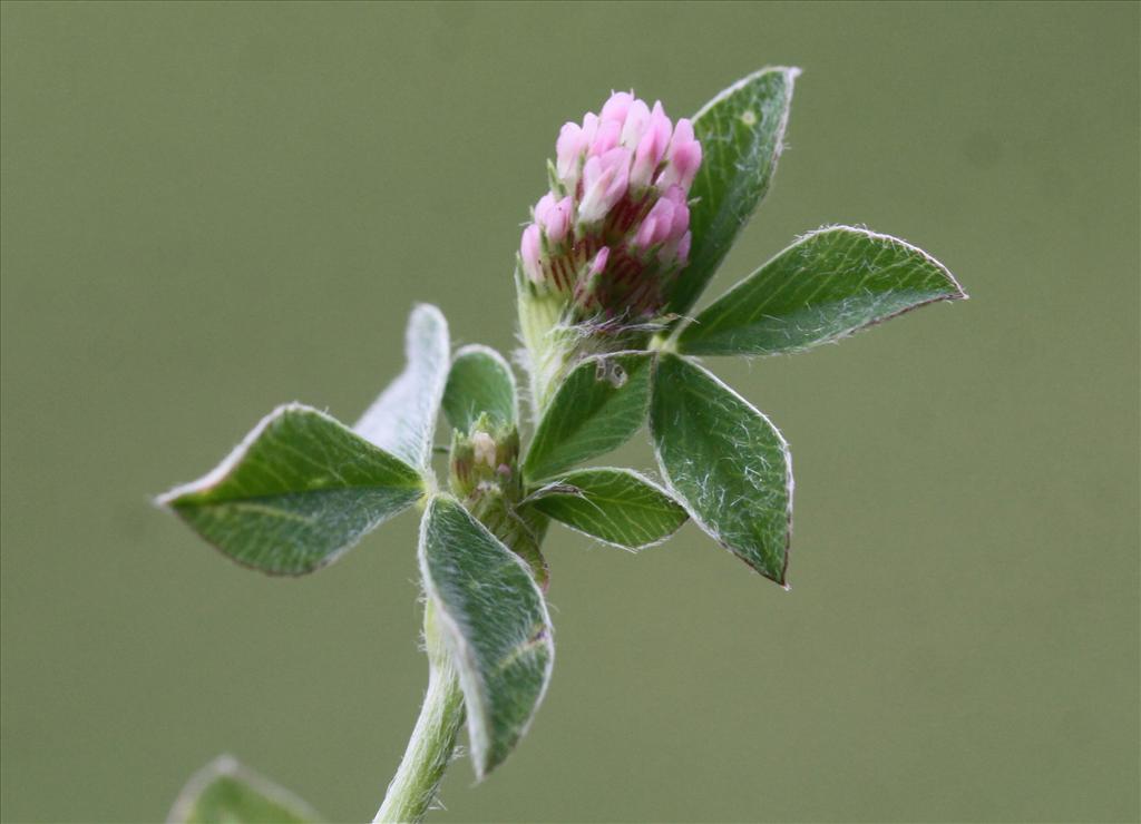 Trifolium striatum (door Peter Meininger)