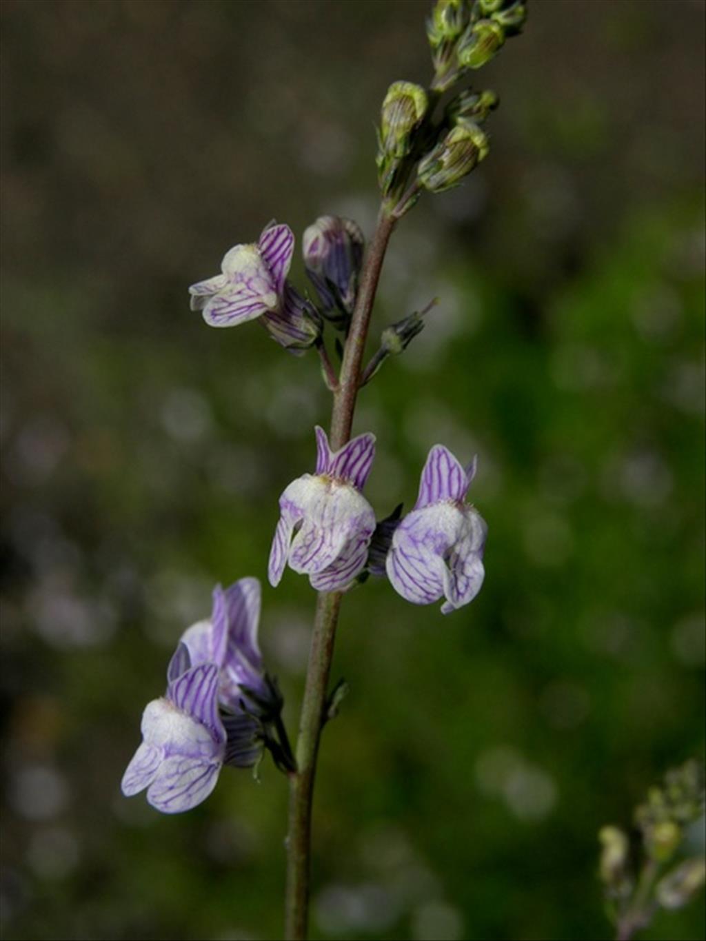 Linaria repens (door Mark Uittenbogerd)