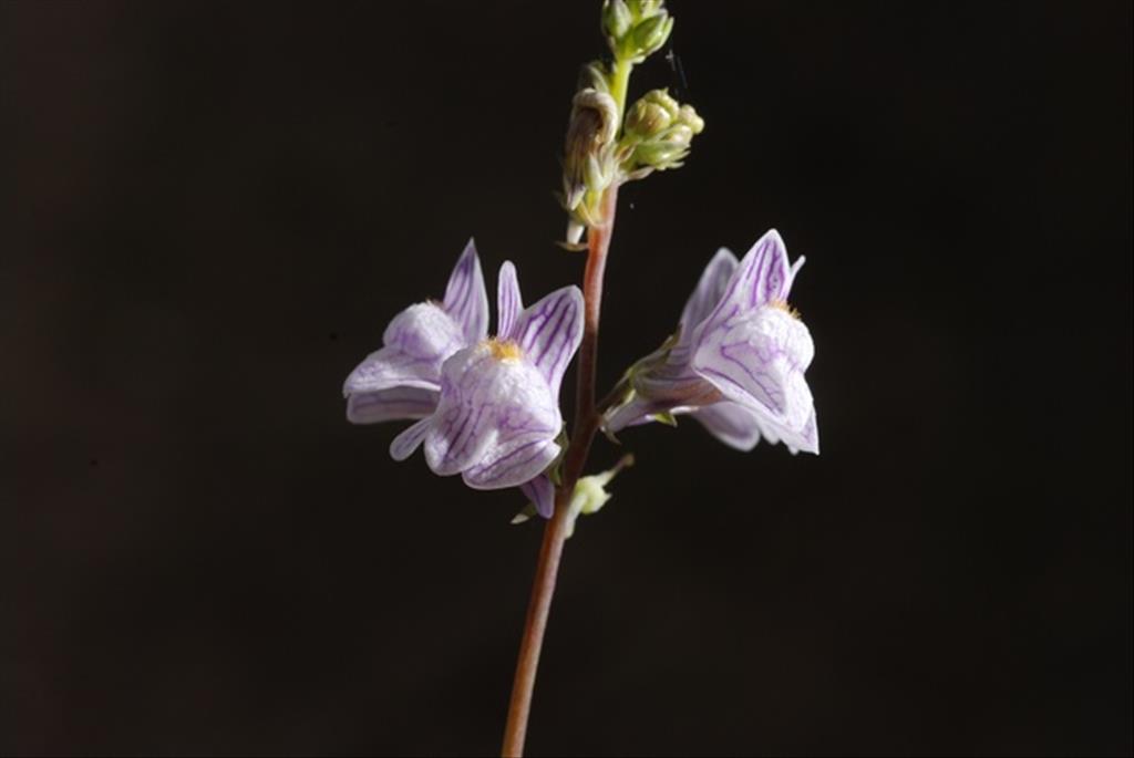 Linaria repens (door Mark Uittenbogerd)