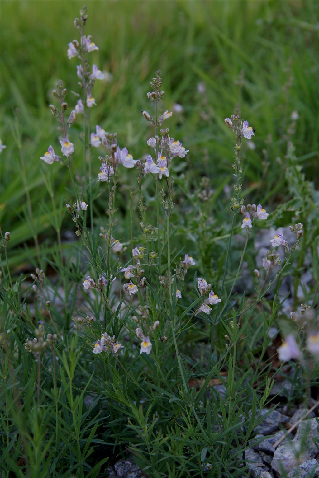 Linaria repens (door Mark Uittenbogerd)