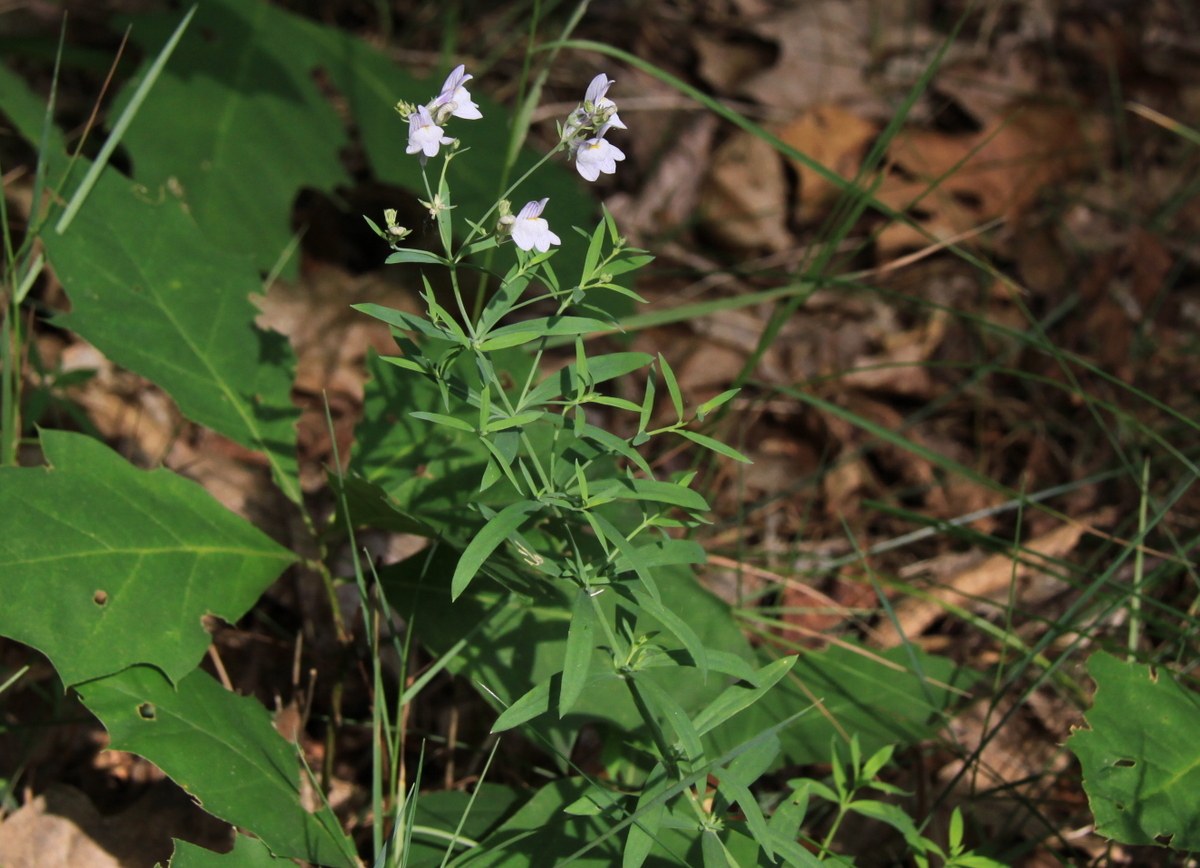 Linaria repens (door Peter Meininger)