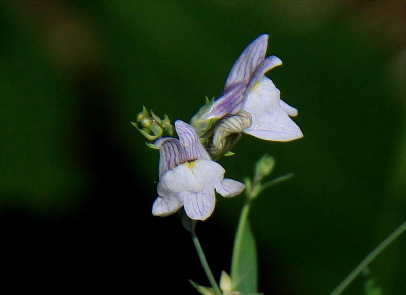 Linaria repens (door Peter Meininger)