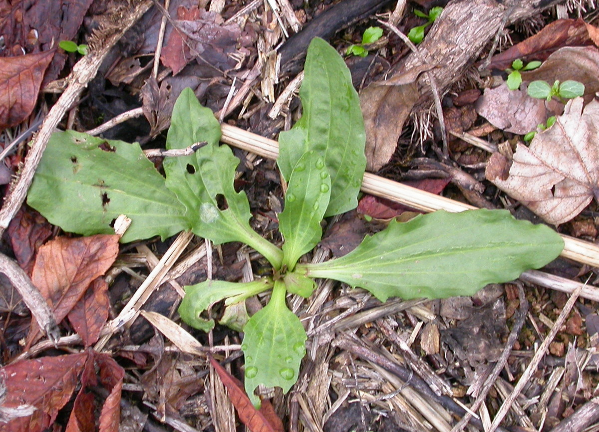 Plantago major subsp. intermedia (door Peter Meininger)