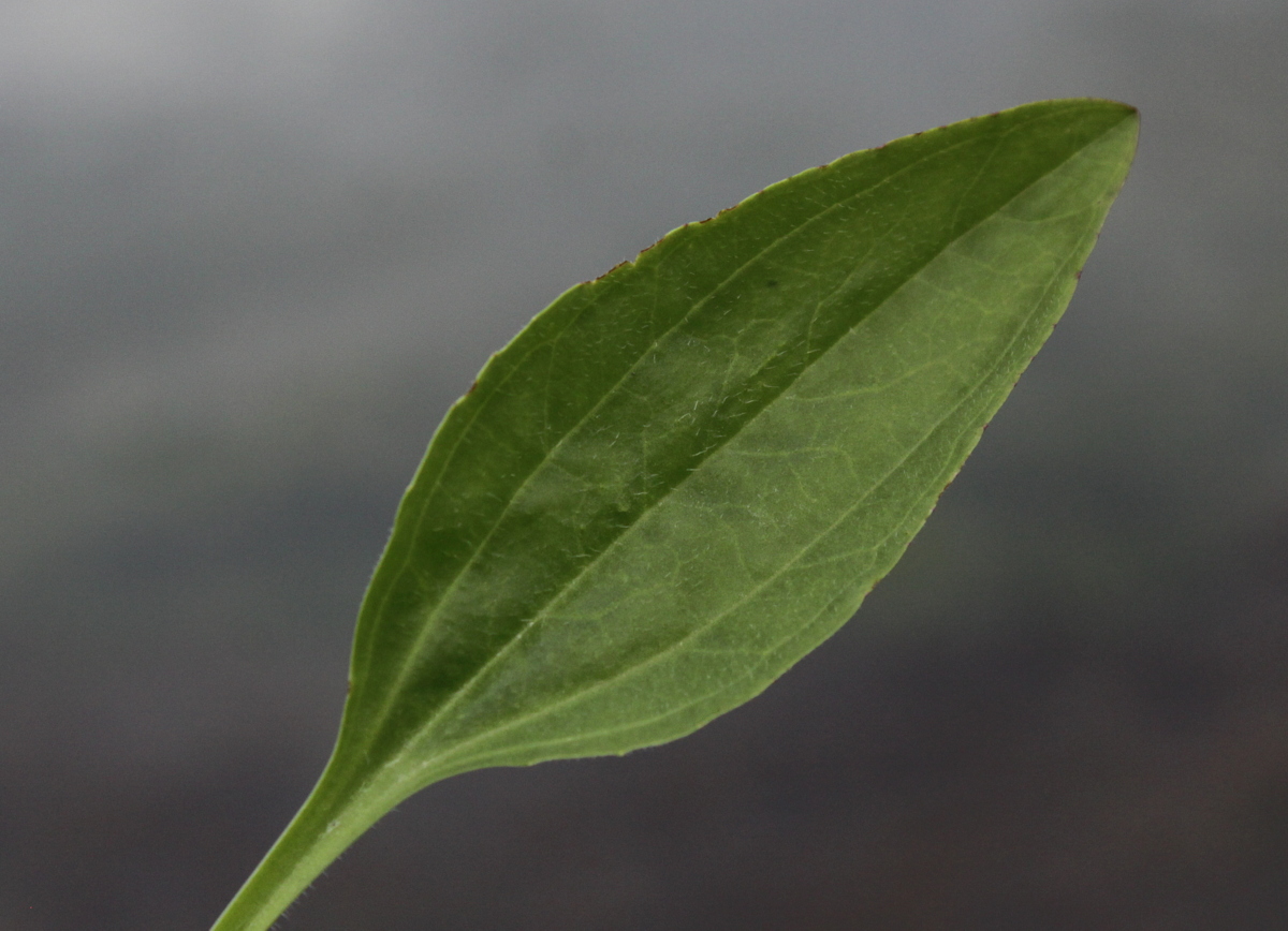 Plantago major subsp. intermedia (door Peter Meininger)