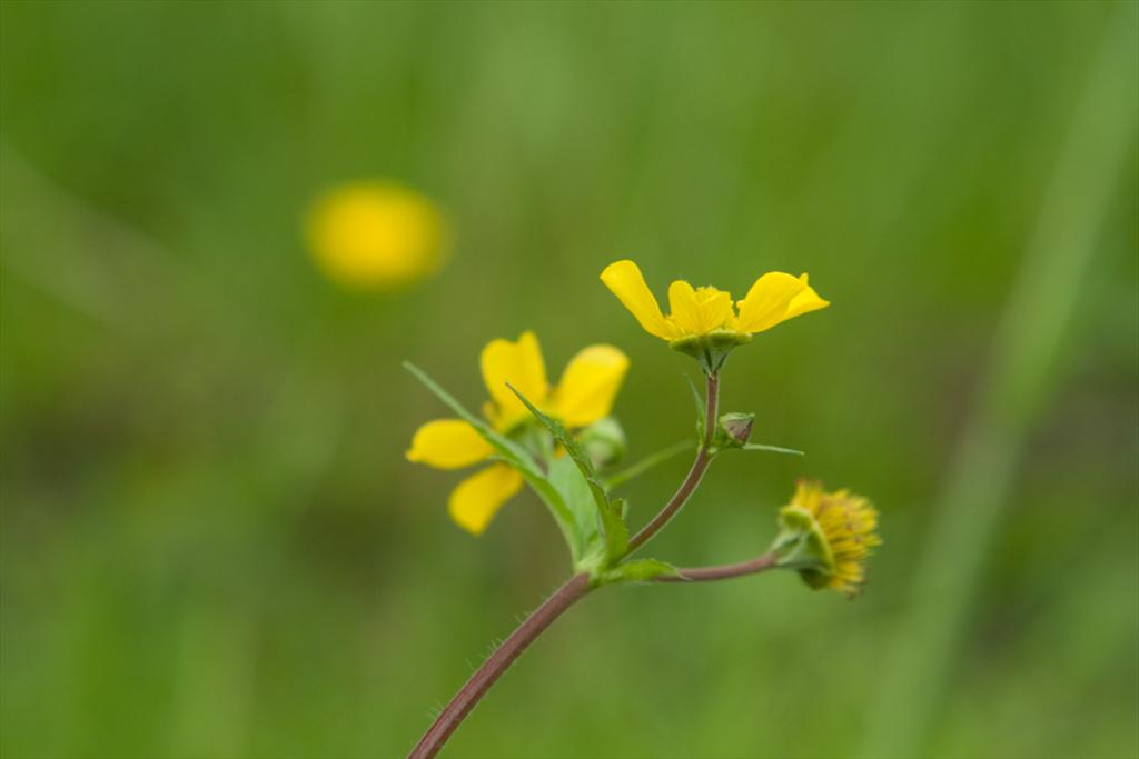 Geum macrophyllum (door Bert Lanjouw)