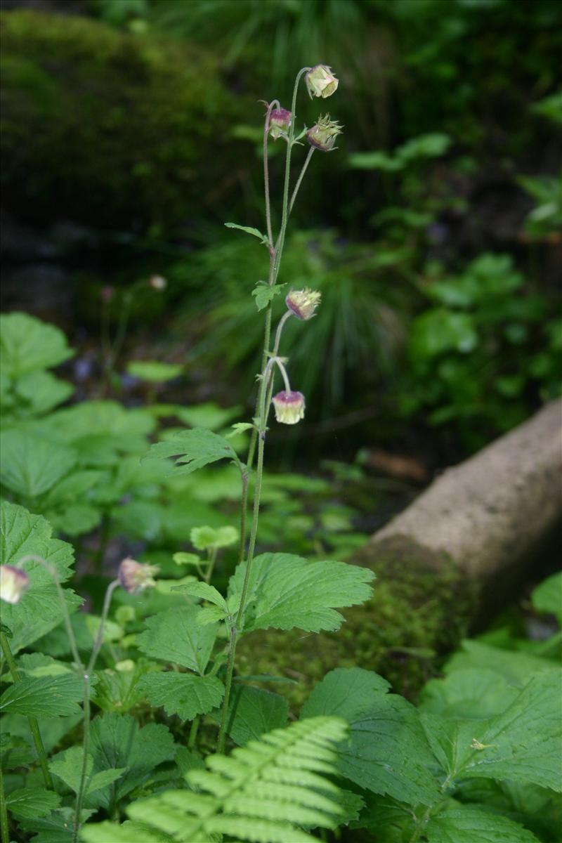 Geum rivale (door Niels Jeurink)