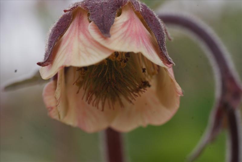 Geum rivale (door Adrie van Heerden)