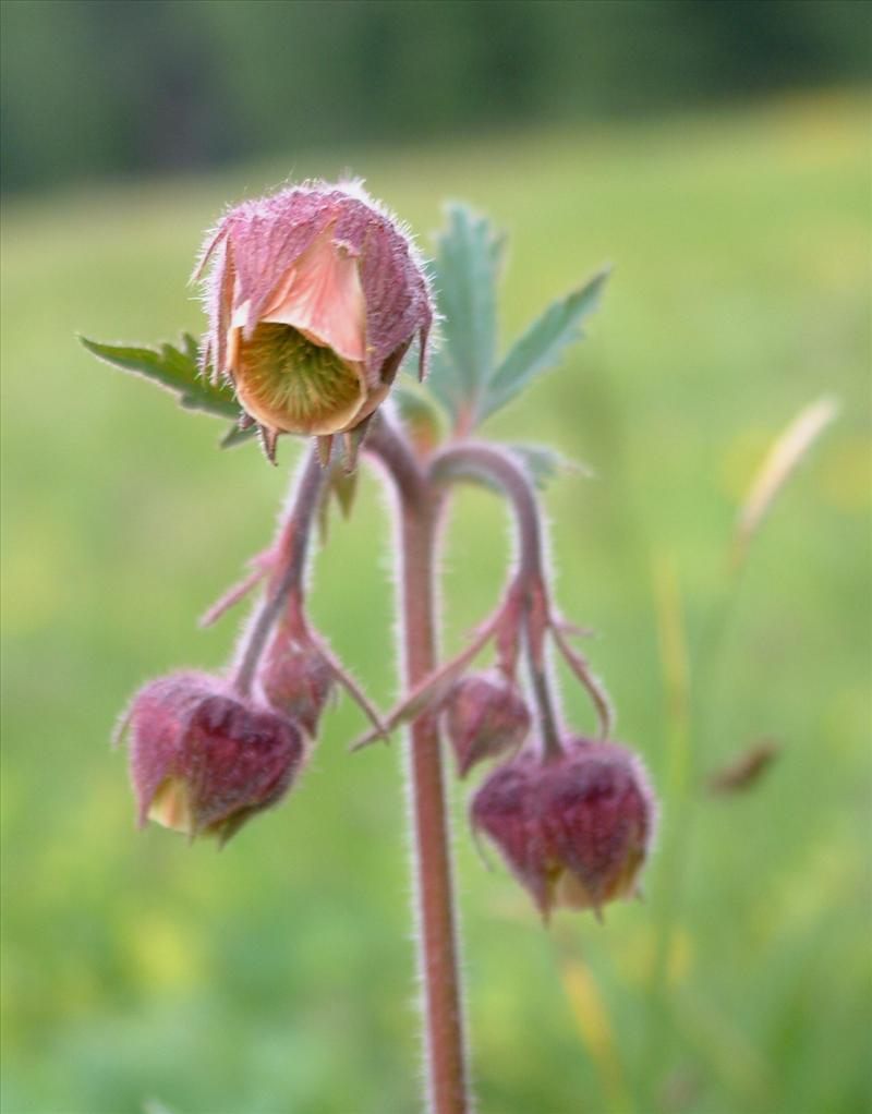 Geum rivale (door Adrie van Heerden)