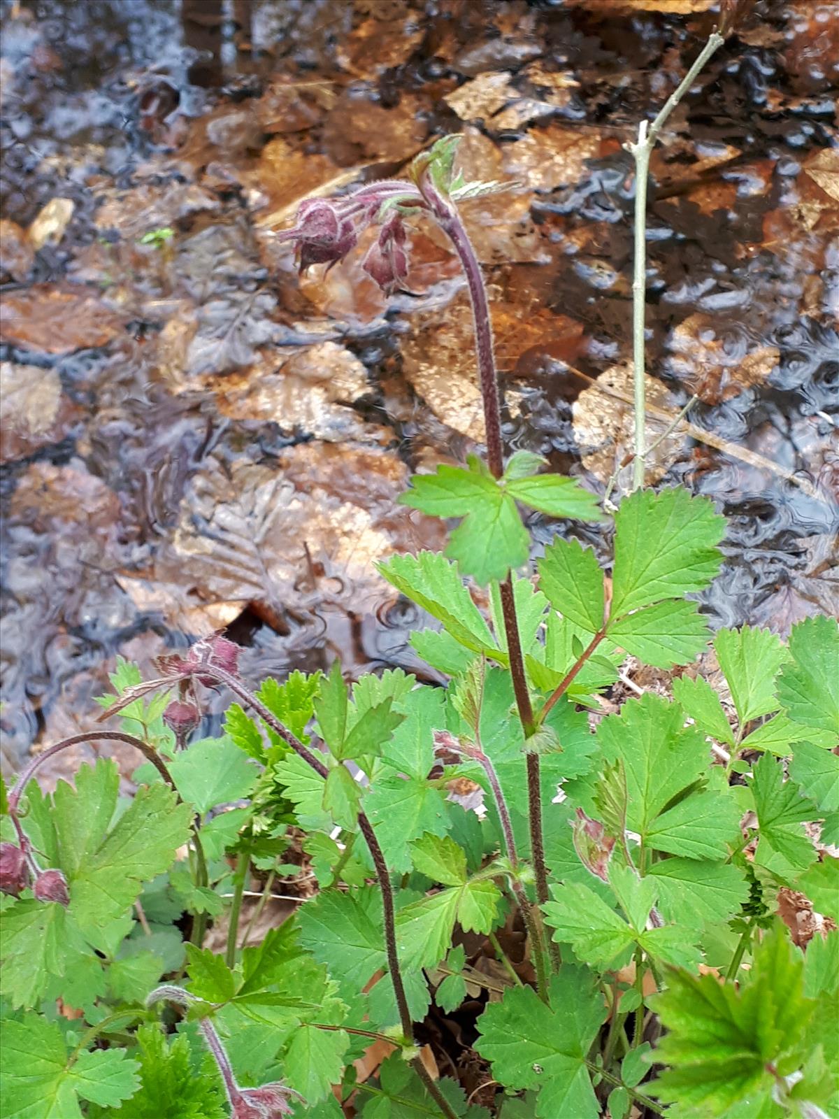 Geum rivale (door Adrie van Heerden)