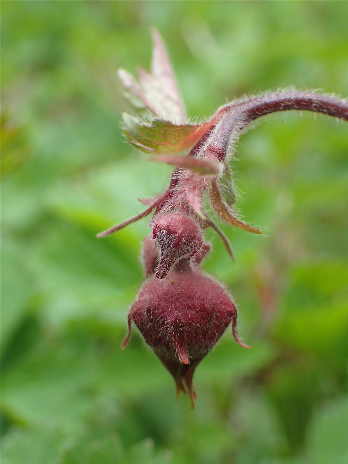 Geum rivale (door Adrie van Heerden)