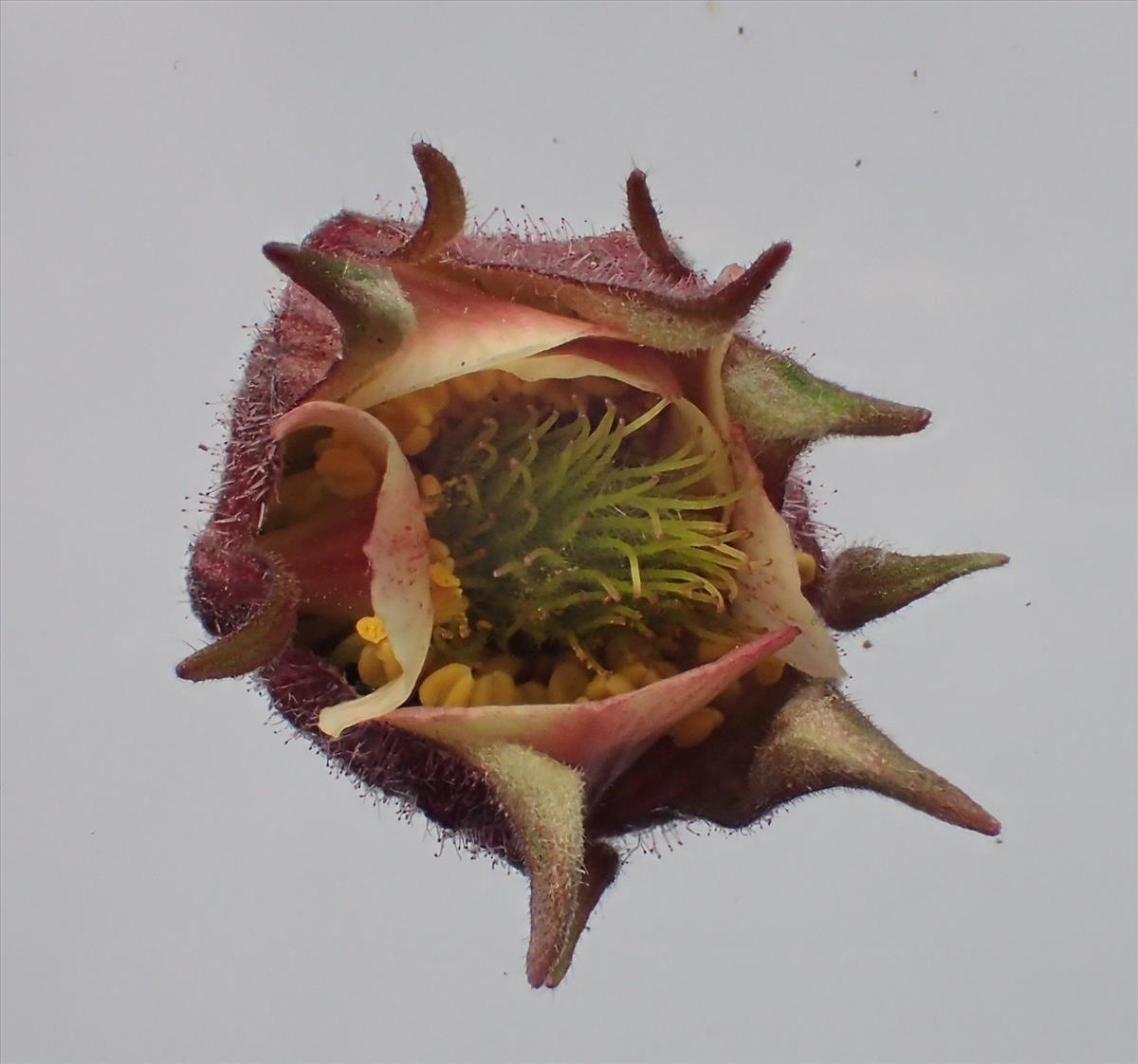 Geum rivale (door Adrie van Heerden)