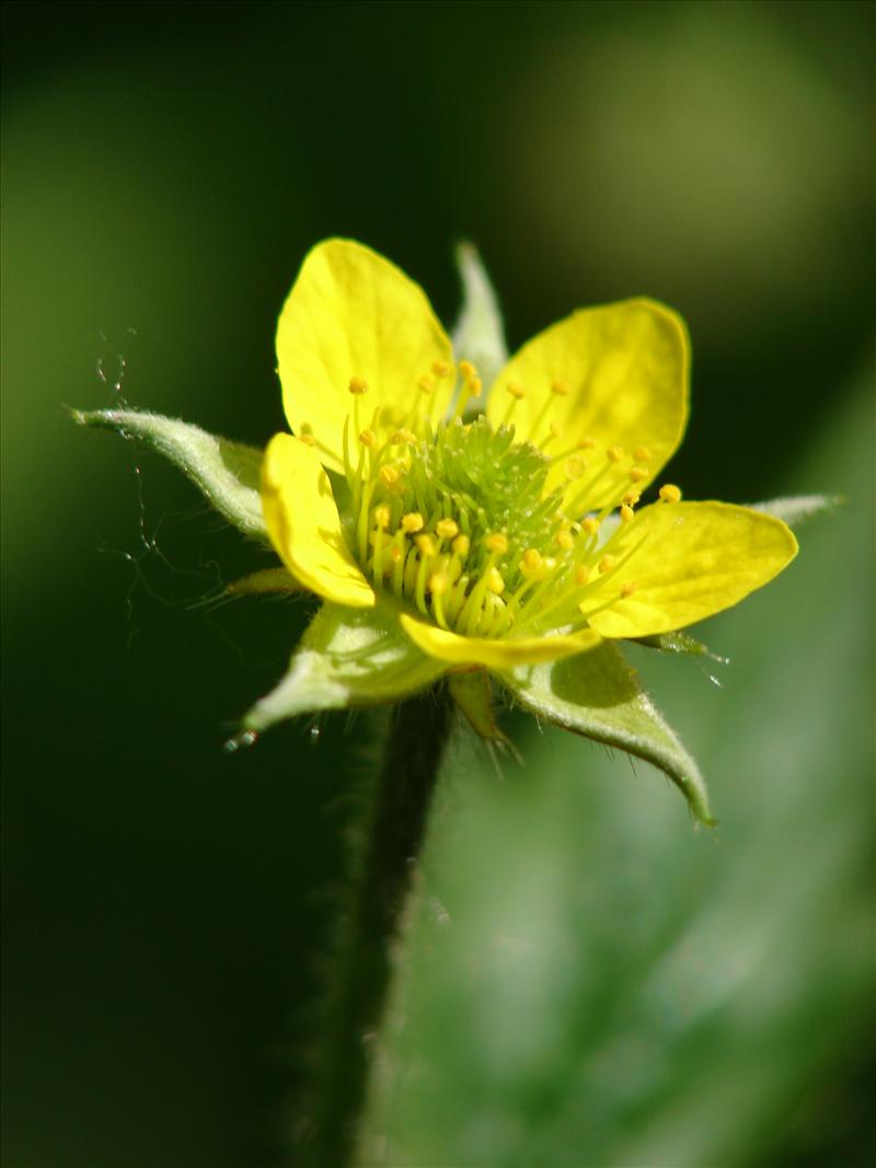 Geum urbanum (door Adrie van Heerden)