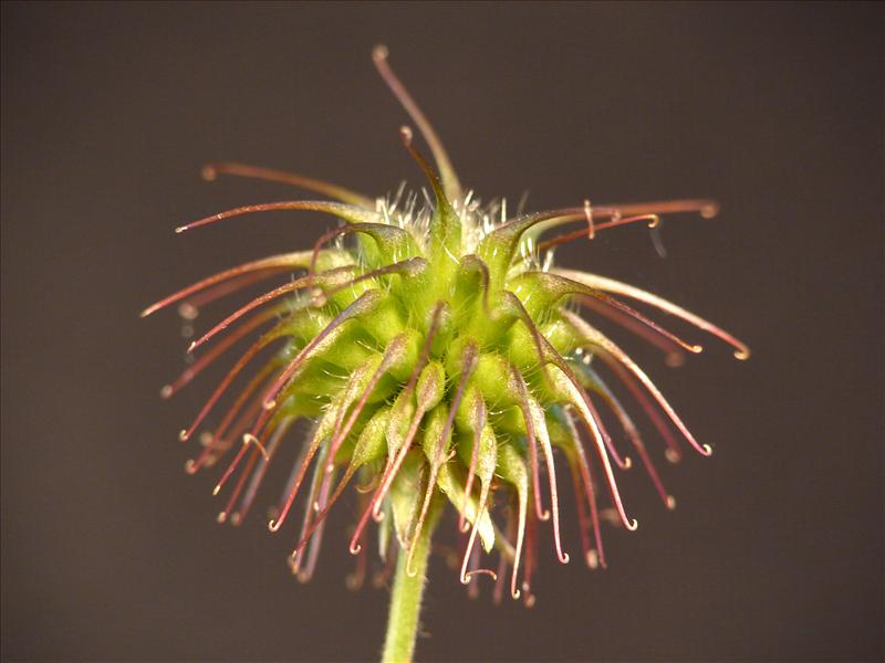 Geum urbanum (door Adrie van Heerden)