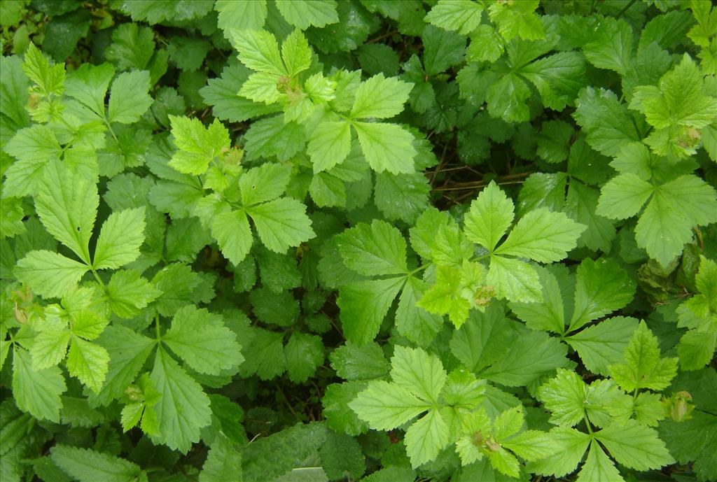 Geum urbanum (door Ruud Beringen)