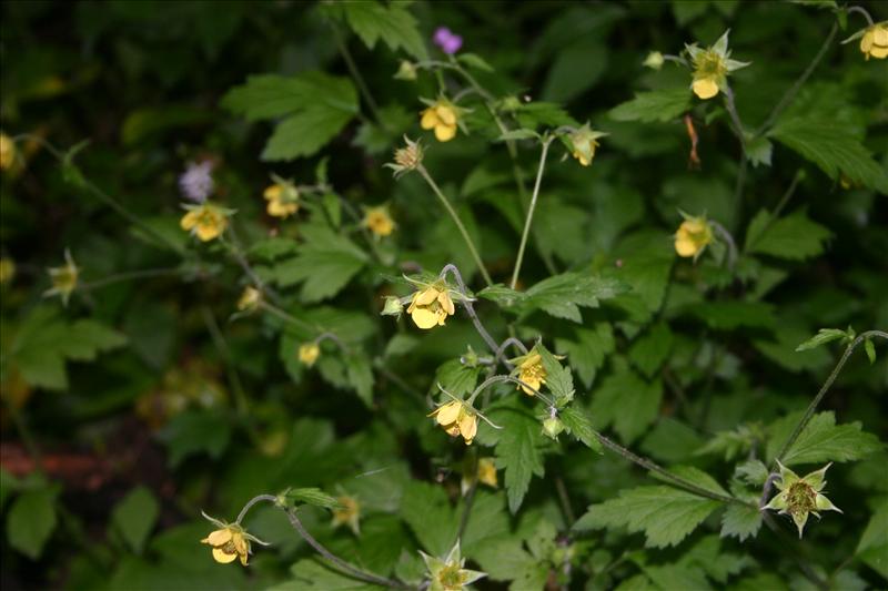 Geum x intermedium (door Niels Jeurink)