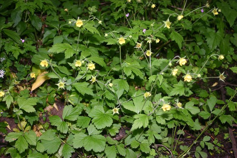 Geum x intermedium (door Niels Jeurink)