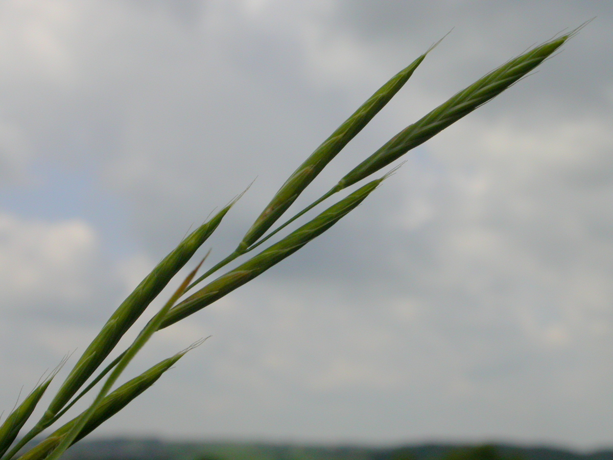 Brachypodium pinnatum (door Peter Meininger)