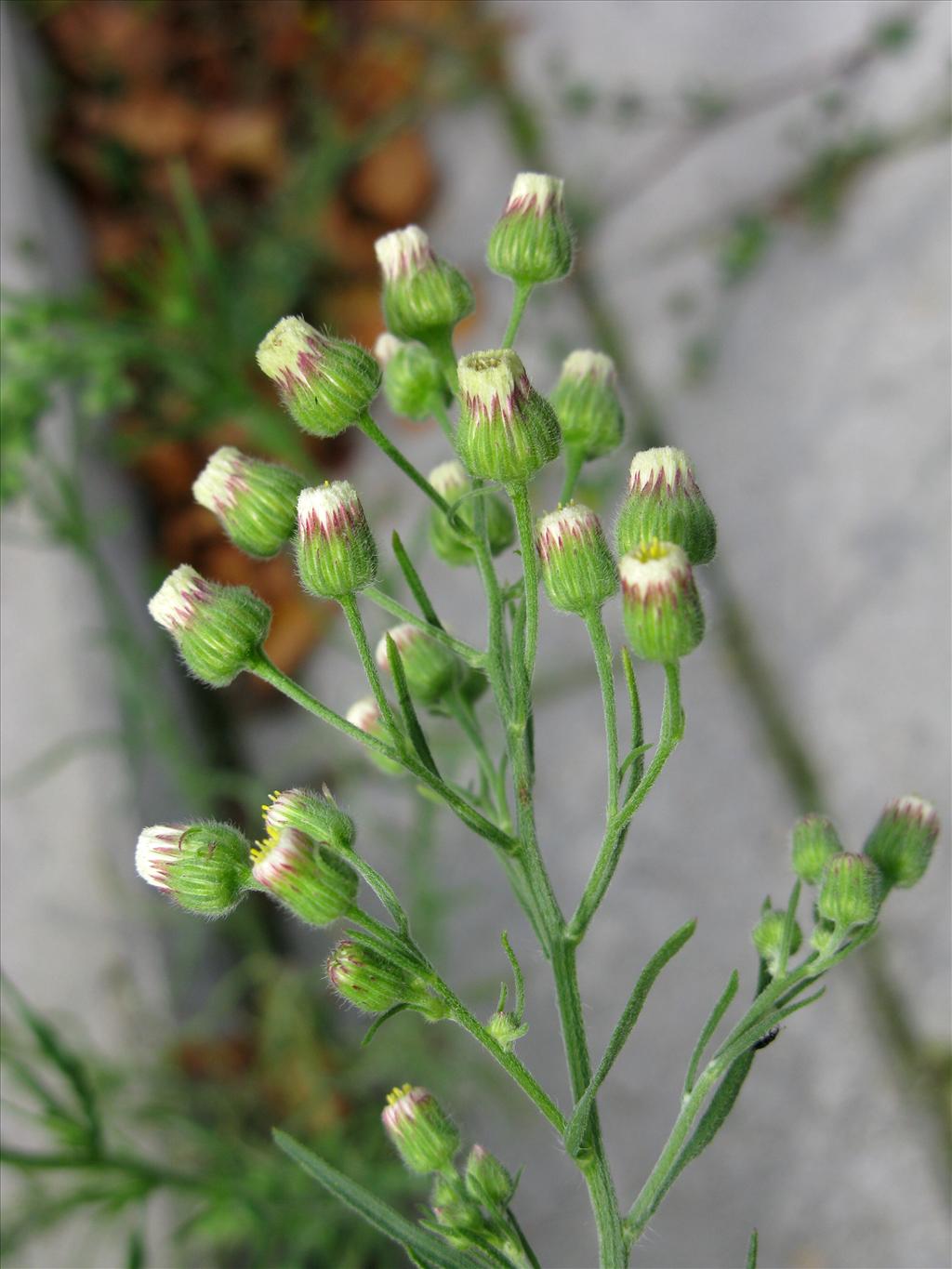 Erigeron bonariensis (door Frank van Gessele)