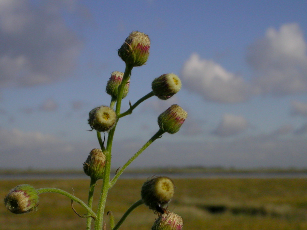 Erigeron bonariensis (door Peter Meininger)