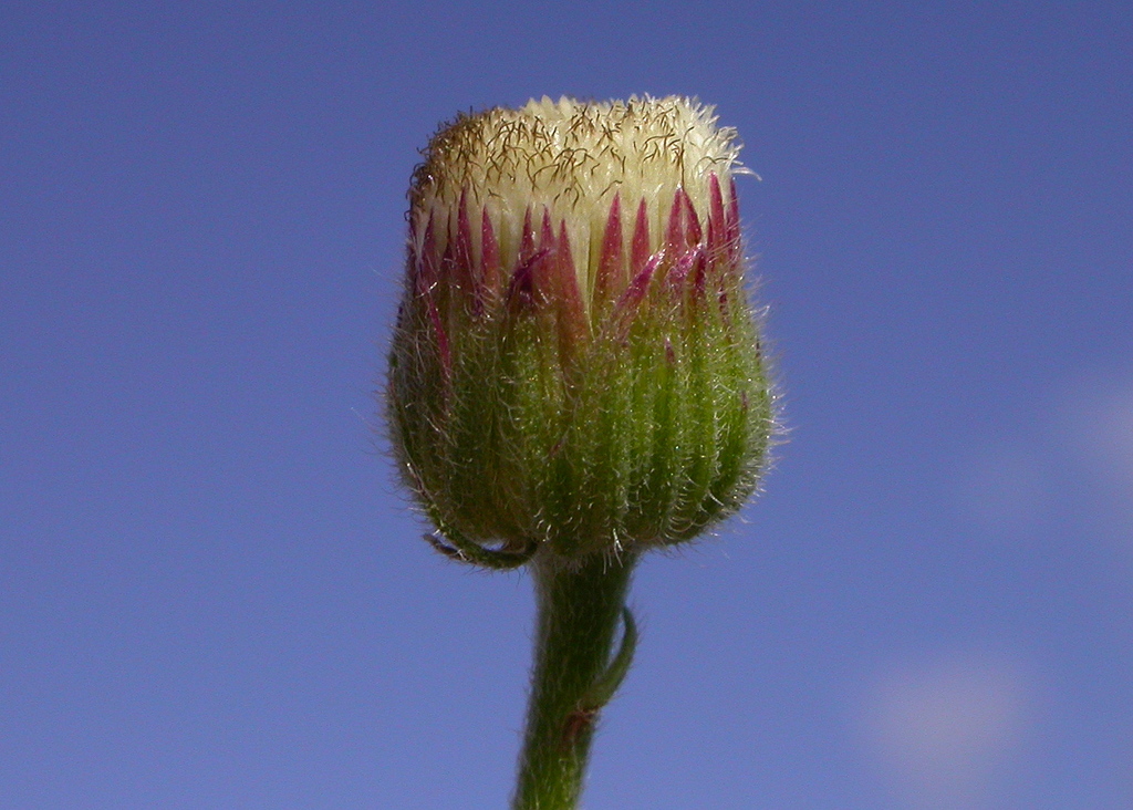 Erigeron bonariensis (door Peter Meininger)