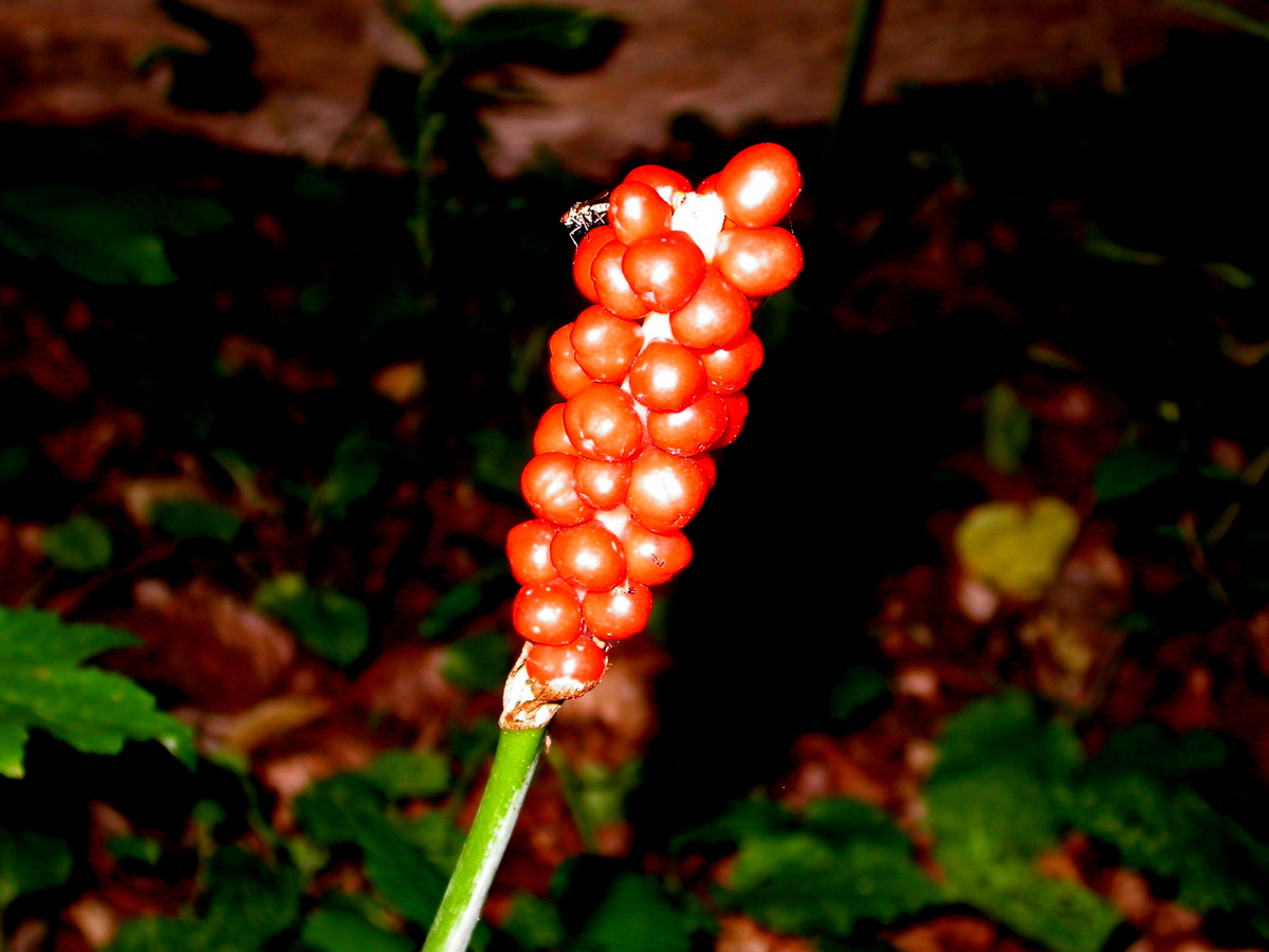 Arum maculatum (door Peter Meininger)