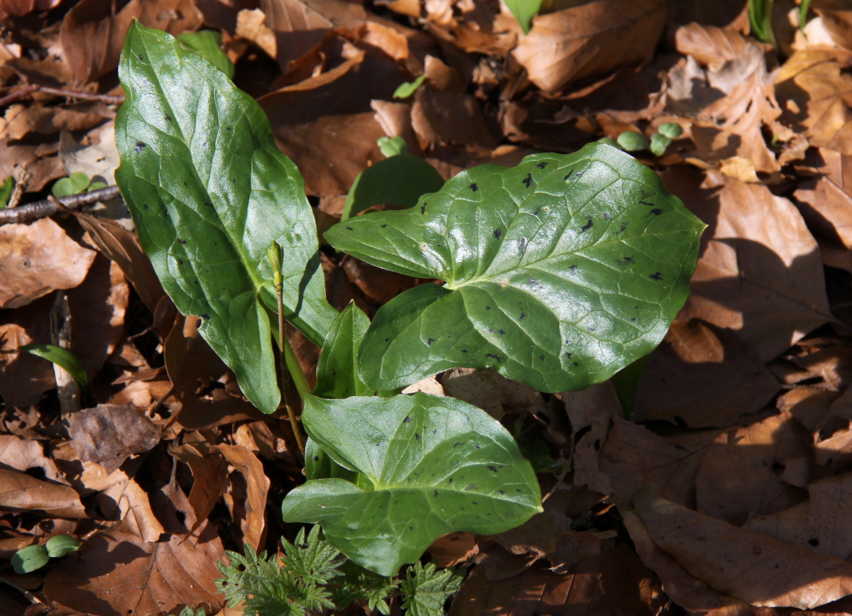 Arum maculatum (door Peter Meininger)