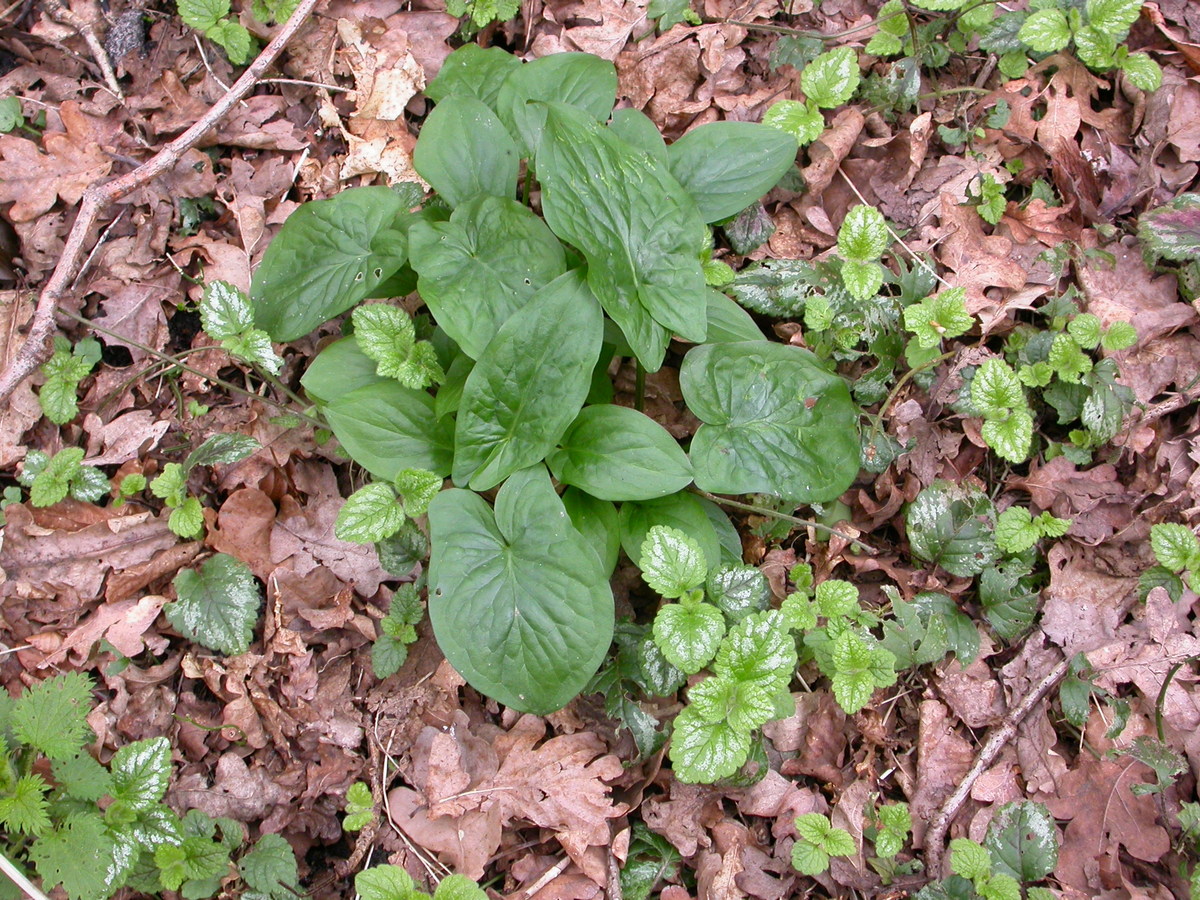 Arum maculatum (door Peter Meininger)