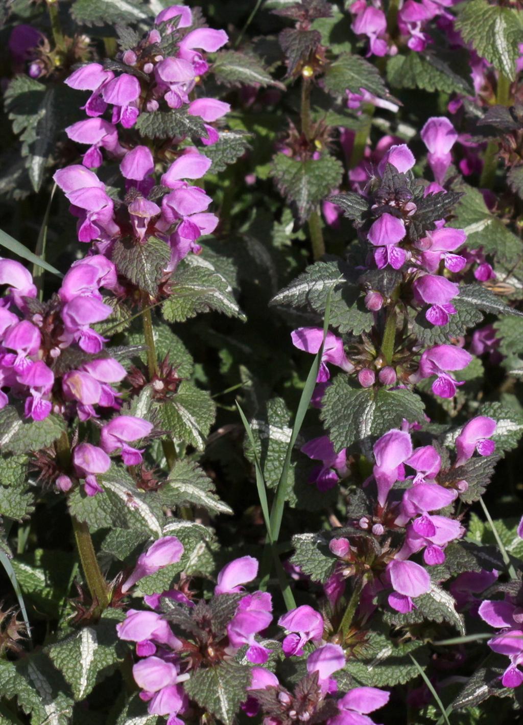 Lamium maculatum s.s. (door Peter Meininger)