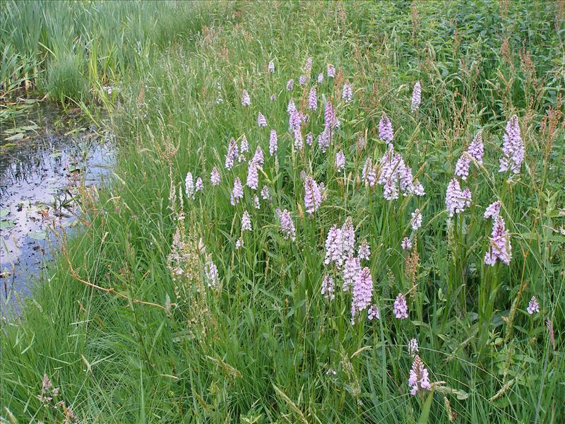 Dactylorhiza maculata (door Piet Bremer )