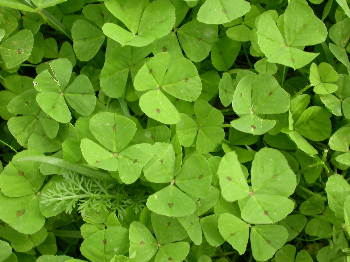 Medicago arabica (door Peter Meininger)