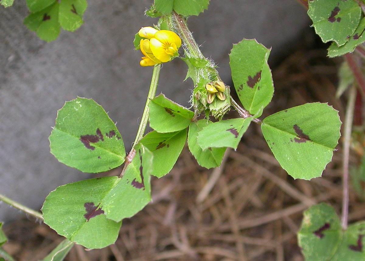 Medicago arabica (door Peter Meininger)