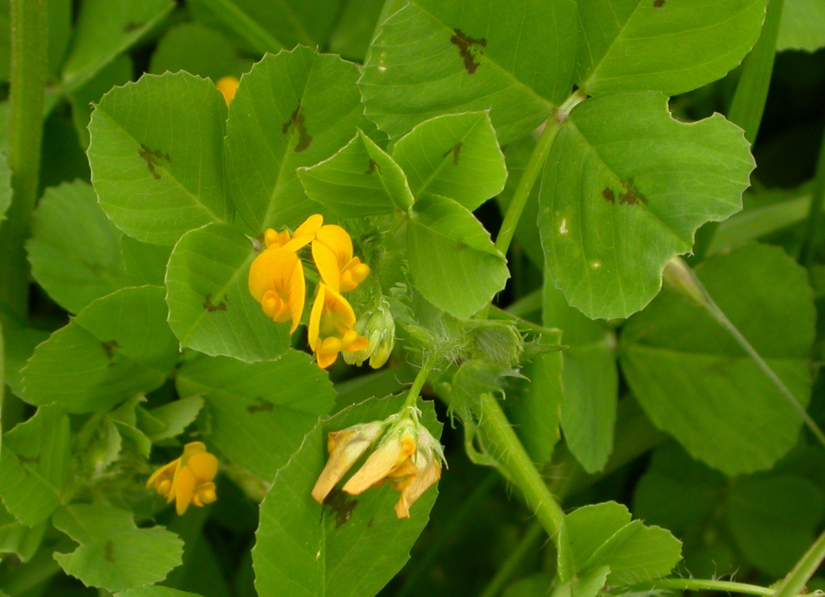 Medicago arabica (door Peter Meininger)