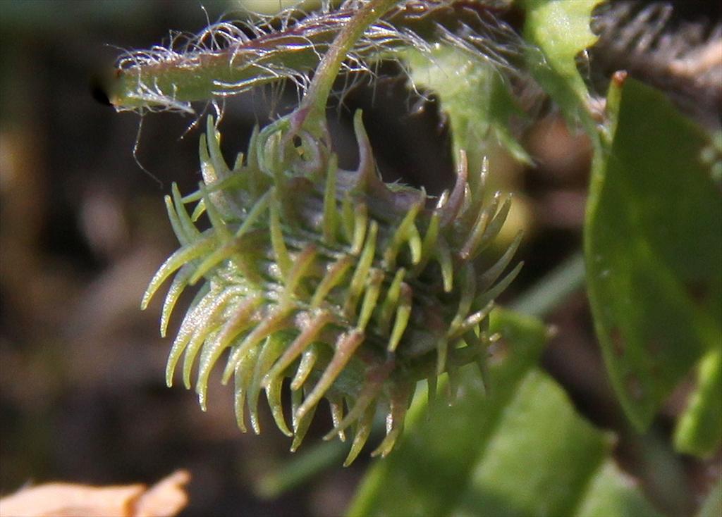 Medicago arabica (door Peter Meininger)