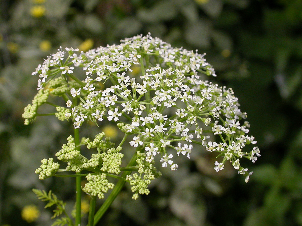 Conium maculatum (door Peter Meininger)