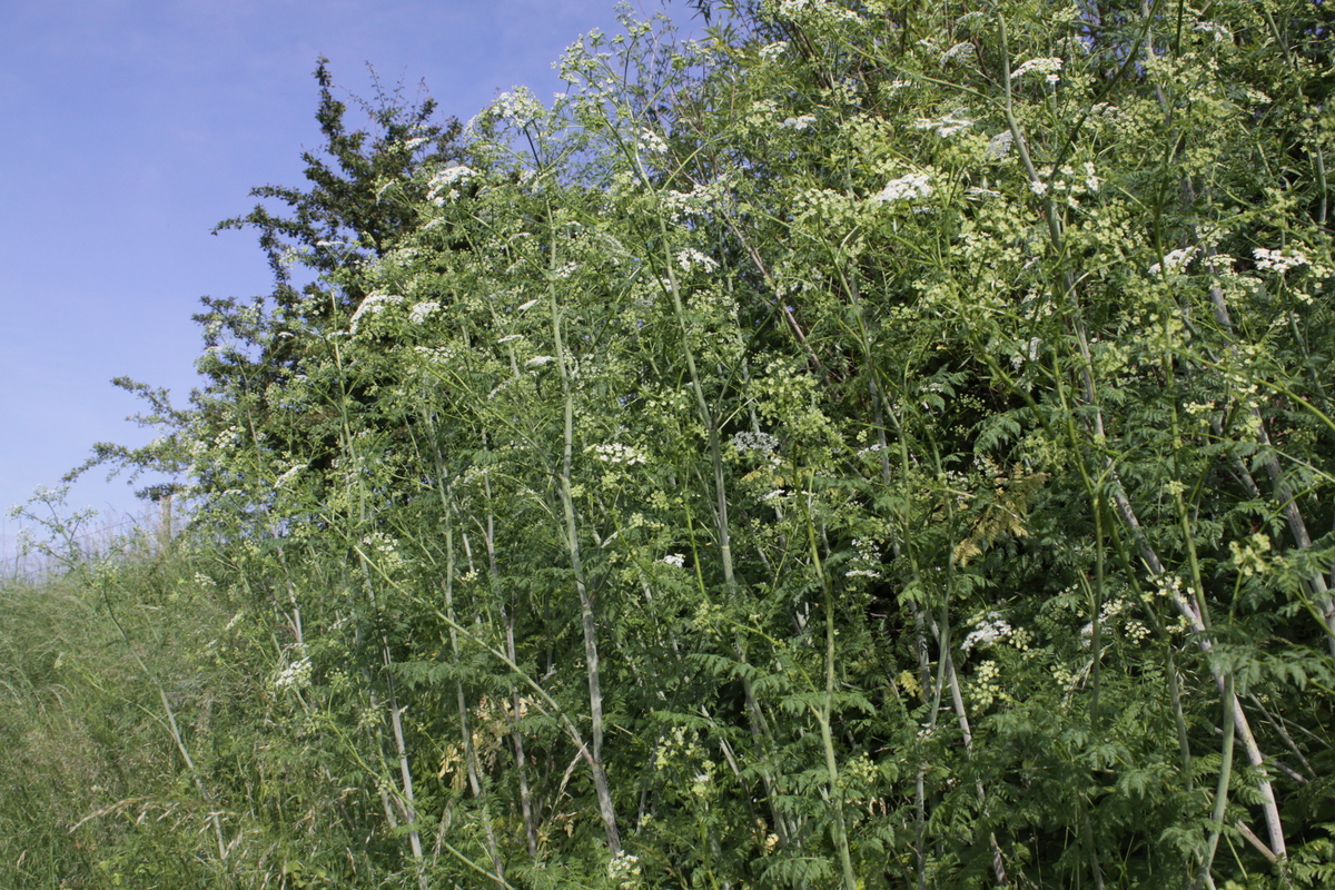 Conium maculatum (door Peter Meininger)