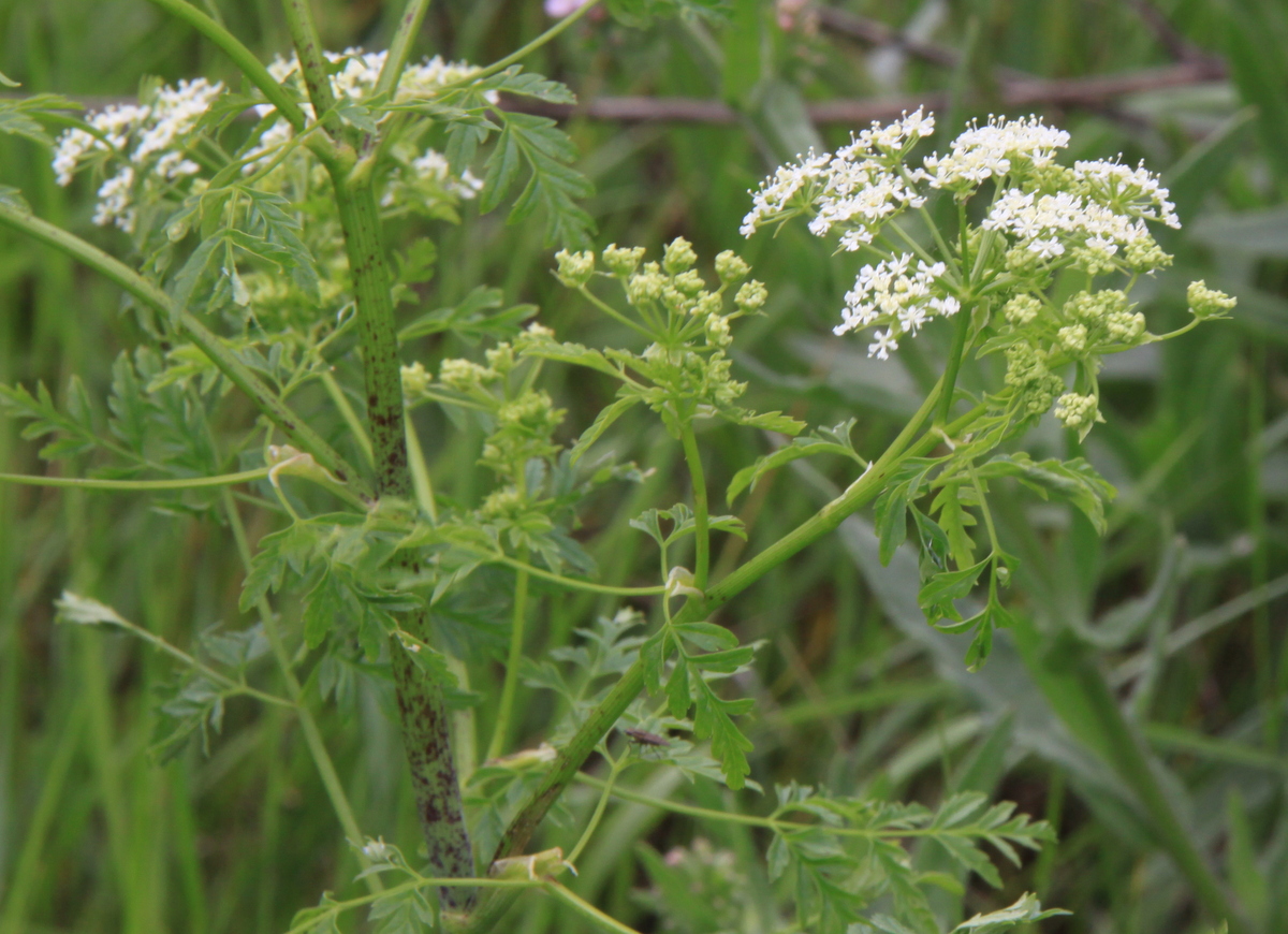 Conium maculatum (door Peter Meininger)