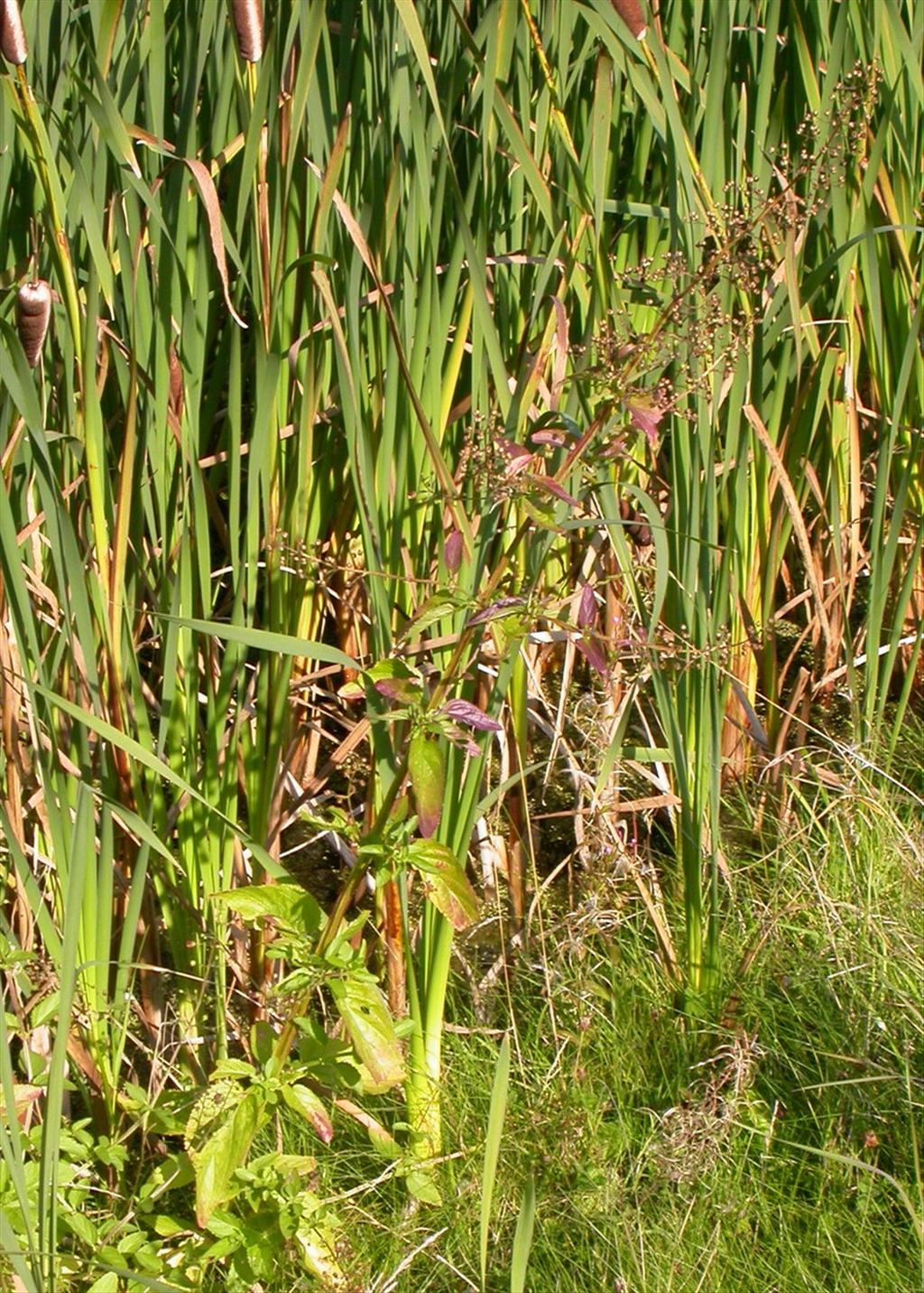 Scrophularia umbrosa (door Peter Meininger)