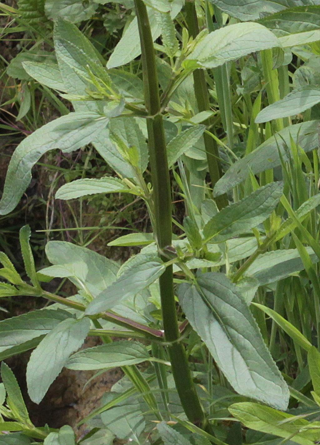 Scrophularia umbrosa (door Peter Meininger)