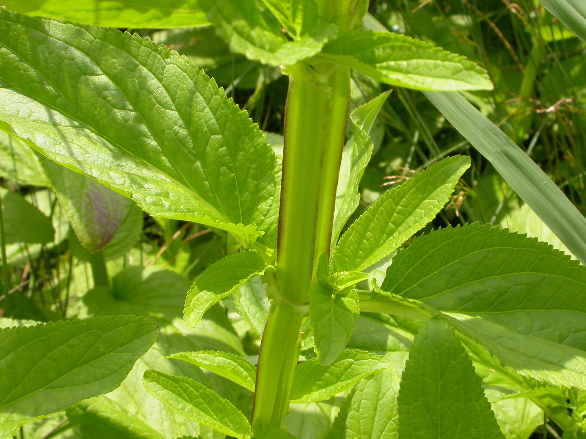 Scrophularia umbrosa (door Peter Meininger)