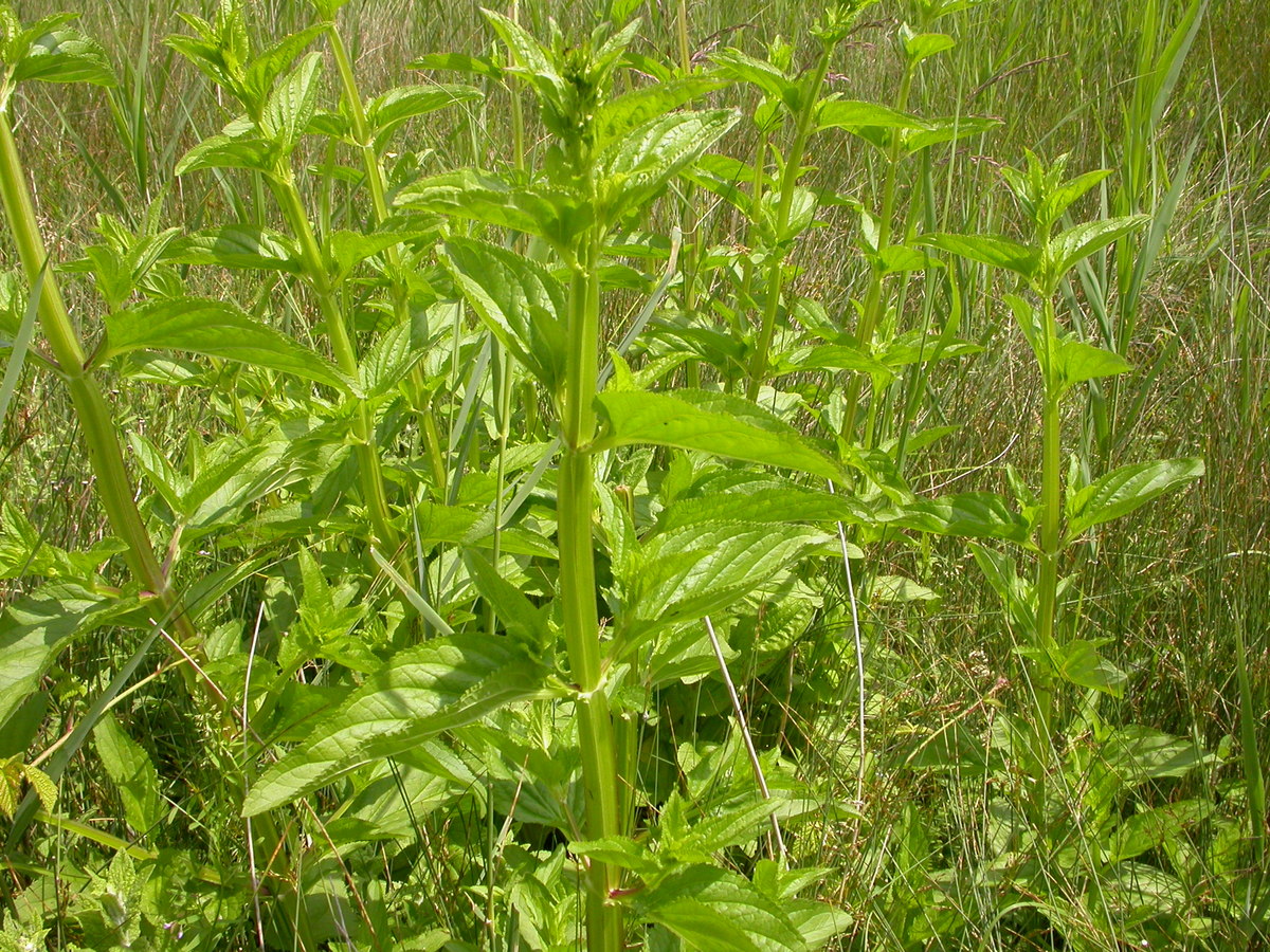 Scrophularia umbrosa (door Peter Meininger)