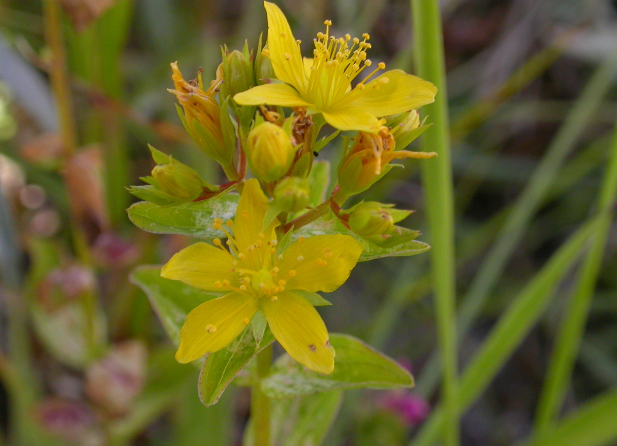 Hypericum tetrapterum (door Peter Meininger)