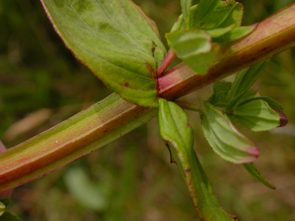 Hypericum tetrapterum (door Peter Meininger)