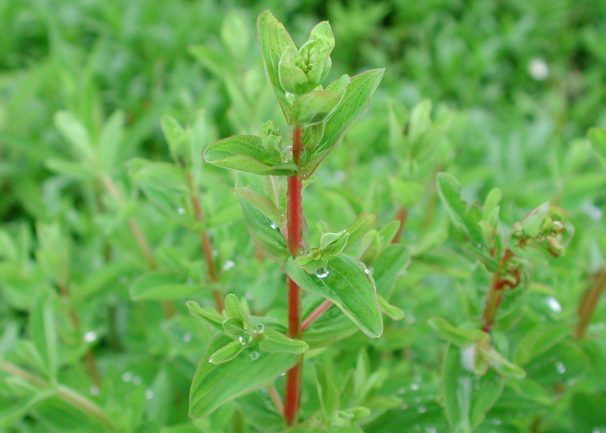 Hypericum tetrapterum (door Peter Meininger)