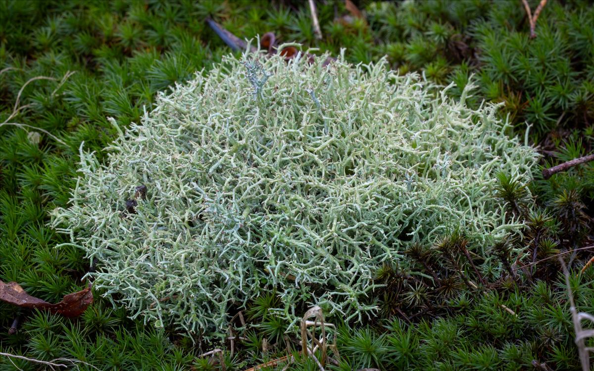 Cladonia furcata (door Jan Vogel)