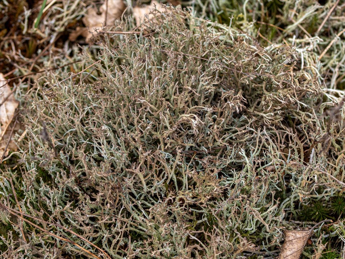 Cladonia furcata (door Jan Vogel)