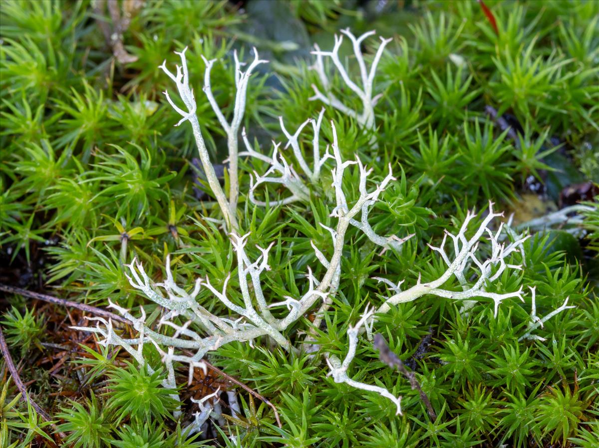 Cladonia furcata (door Jan Vogel)