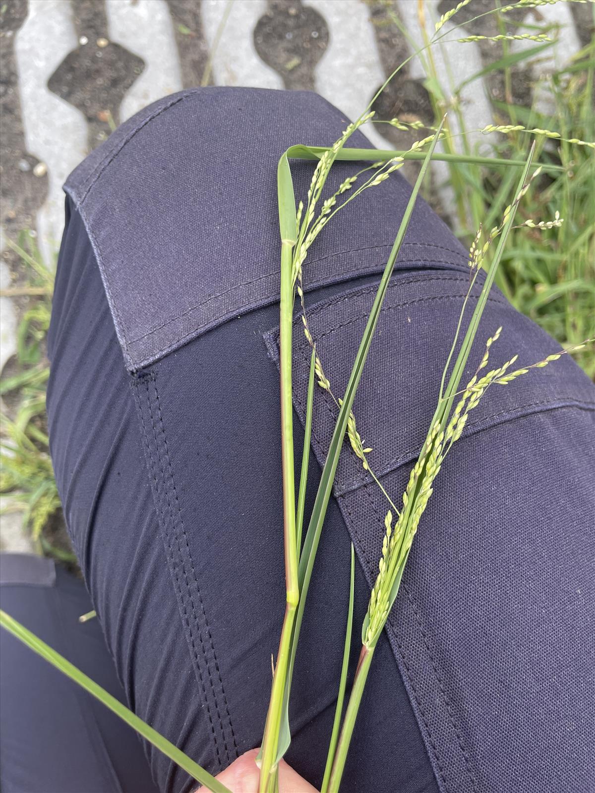 Panicum gilvum (door Carleen de Graaf)
