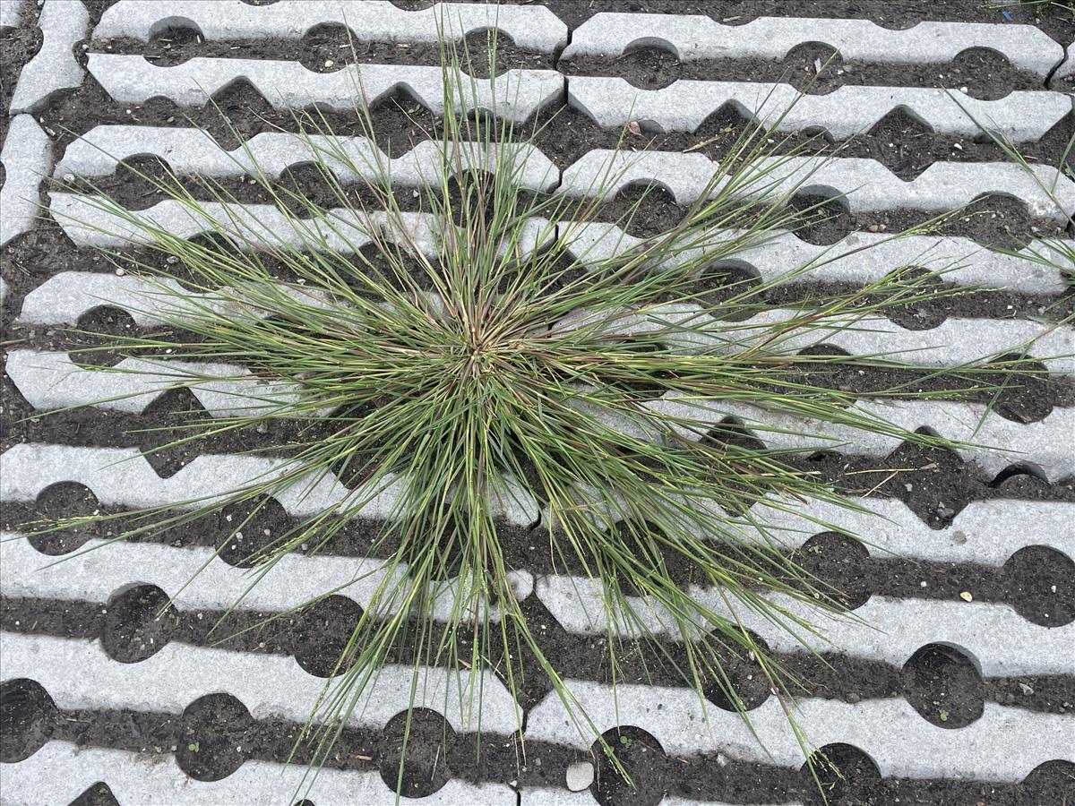 Panicum gilvum (door Carleen de Graaf)